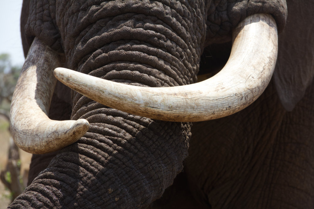 Elephant.jpg