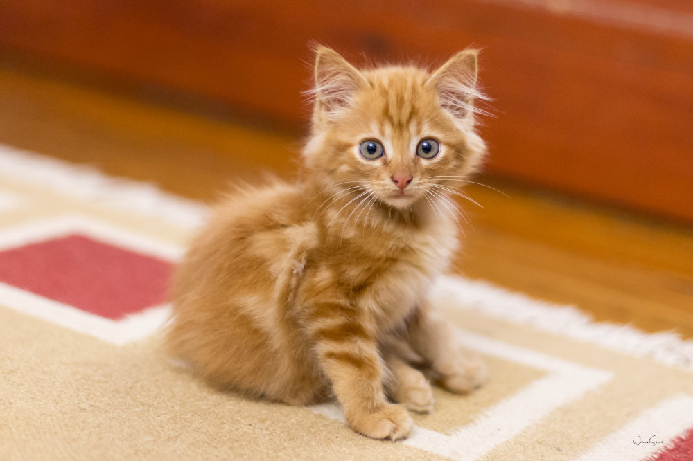 Kitty.jpg