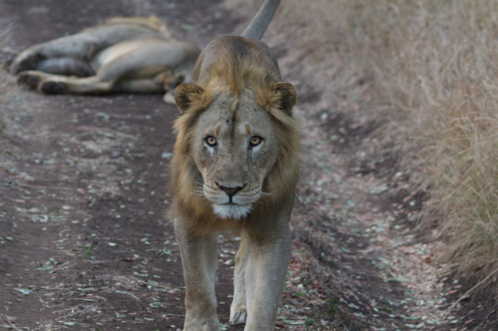 Lion.jpg
