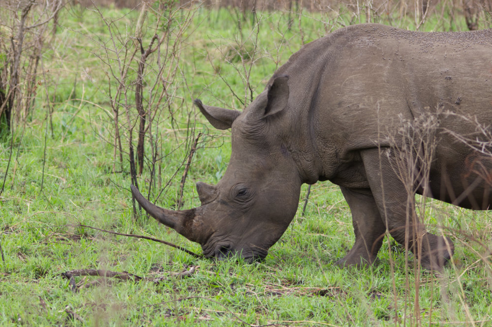 Rhino.jpg