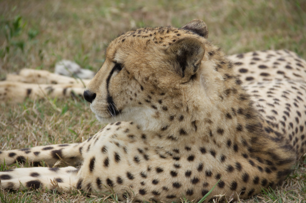 Cheetah 1