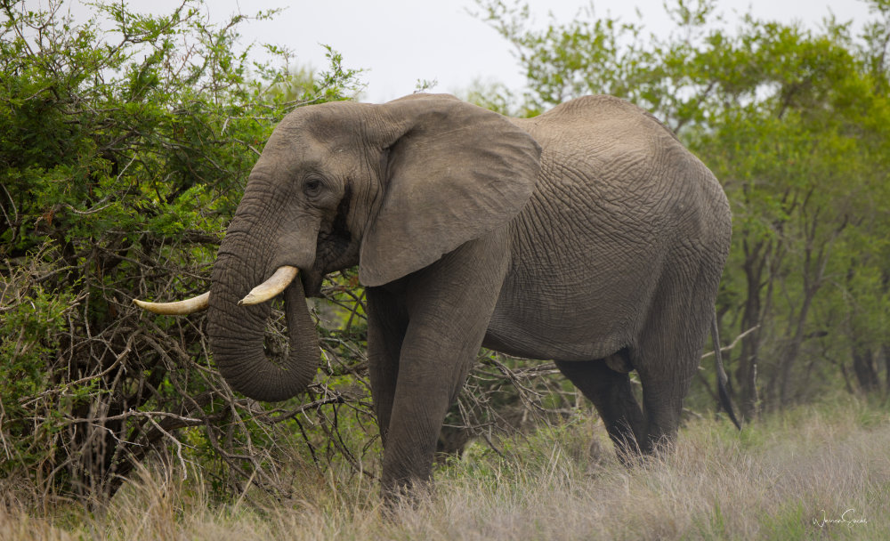 Elephant Kruger Dec 2024