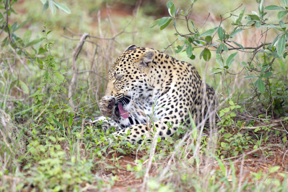Leopard Grooming Kruger Dec 2024