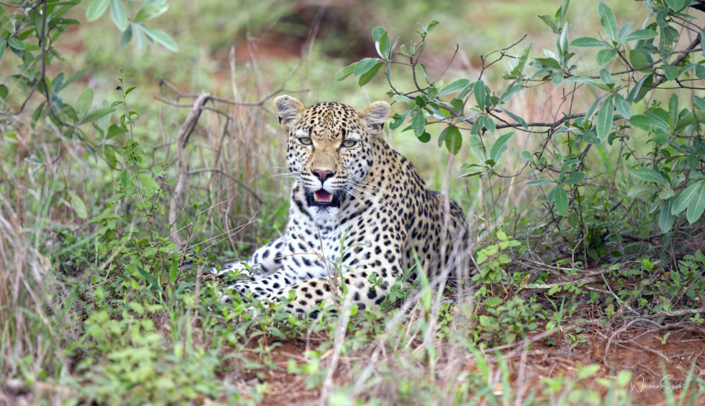 Leopard Kruger Dec 2024