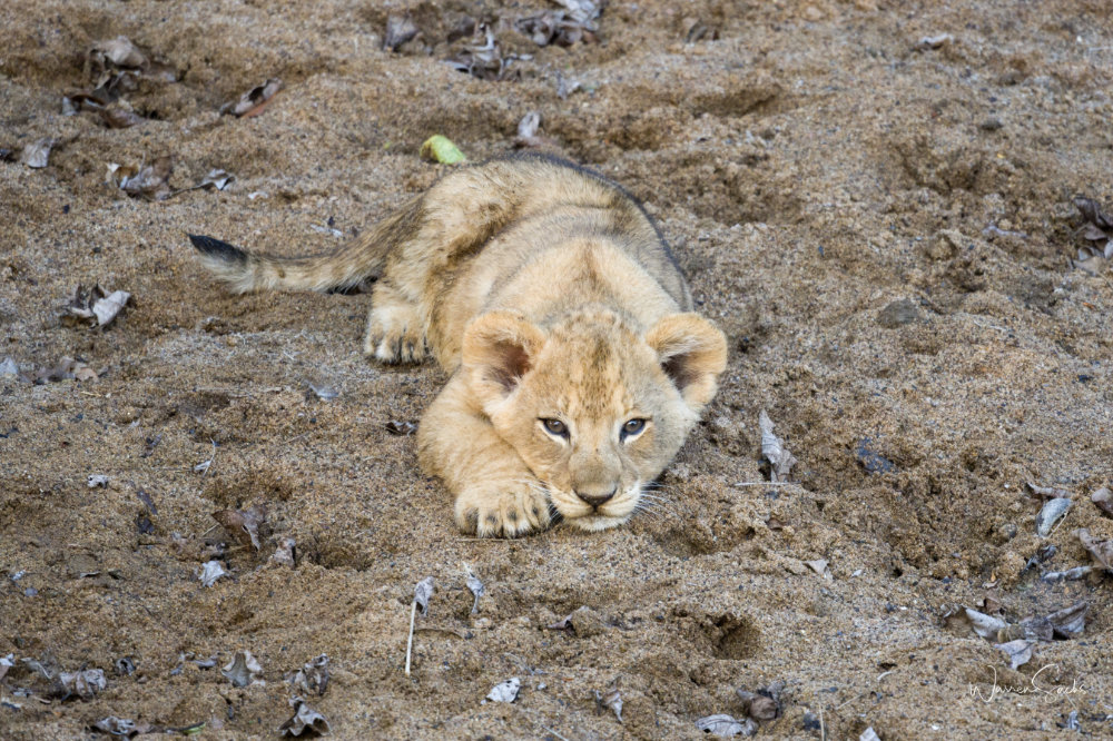 Lion Cub
