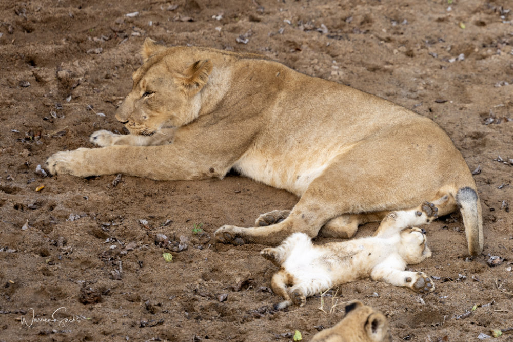 Lionness 3