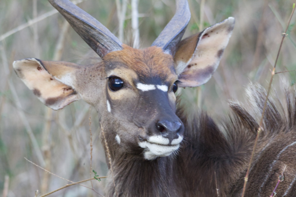 Nyala