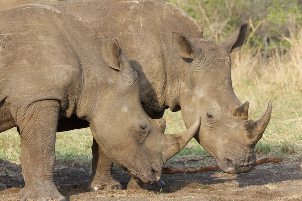 Rhino Family