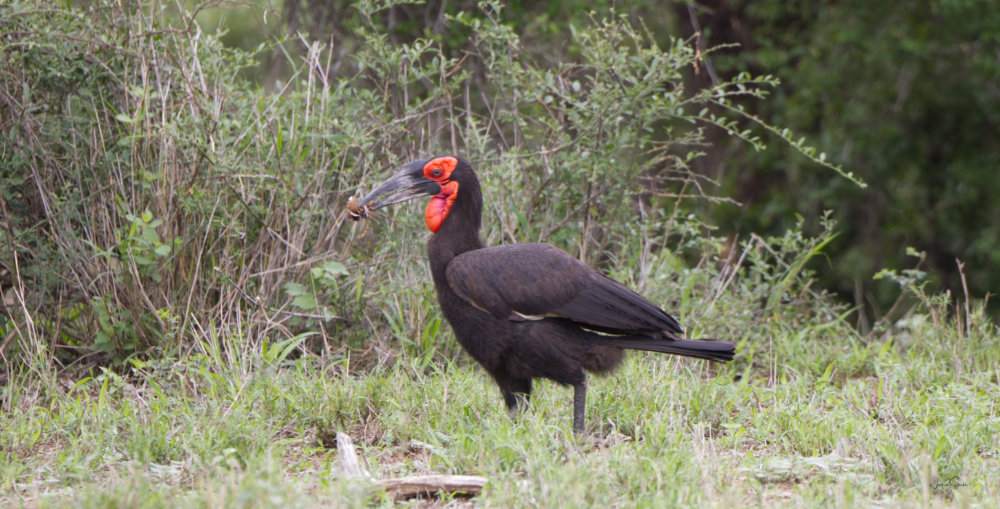Southern Ground Hornbill Kruger Dec 2024