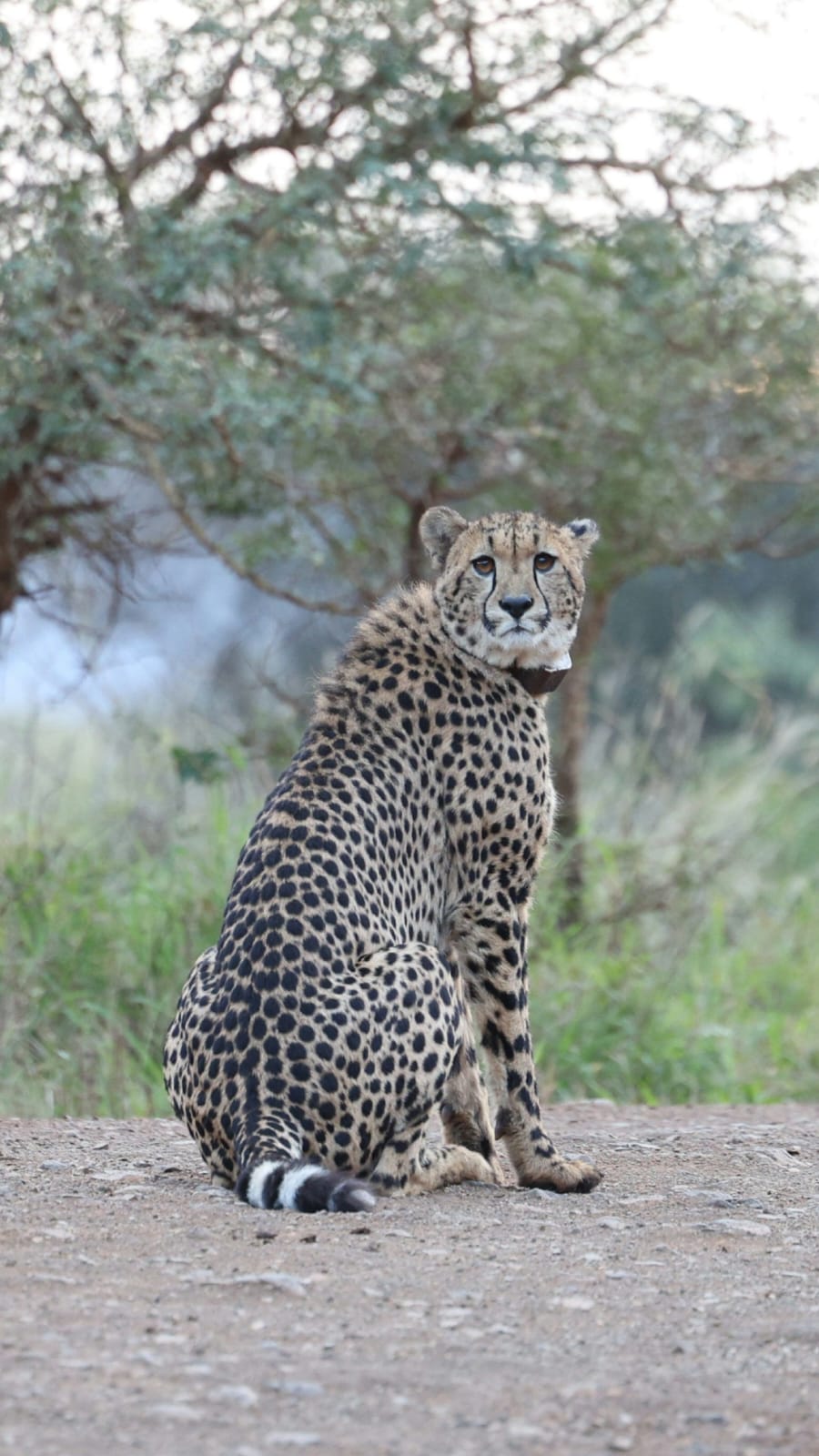 Cheeter Mavela