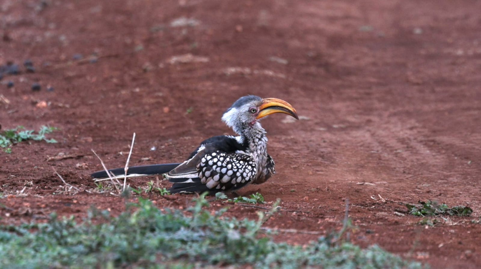Hornbill Mavela