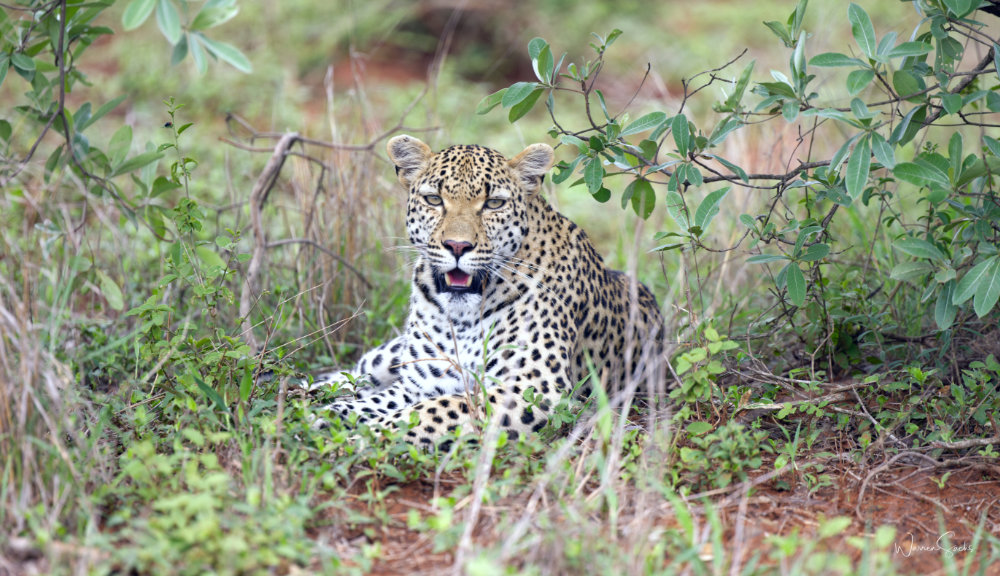 Leopard photographed in the Kruger National Park