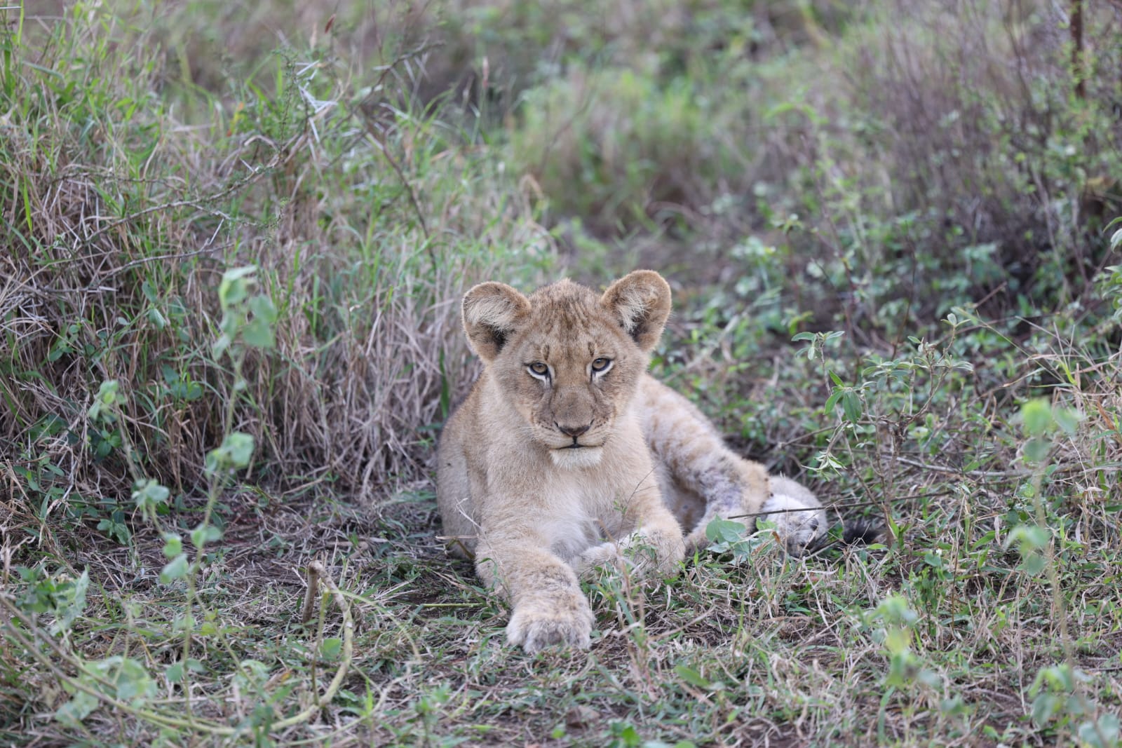 Lion Cub Mavela
