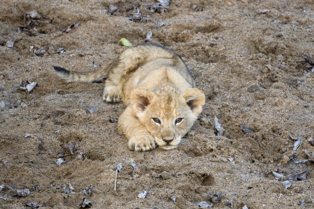 Lion cub