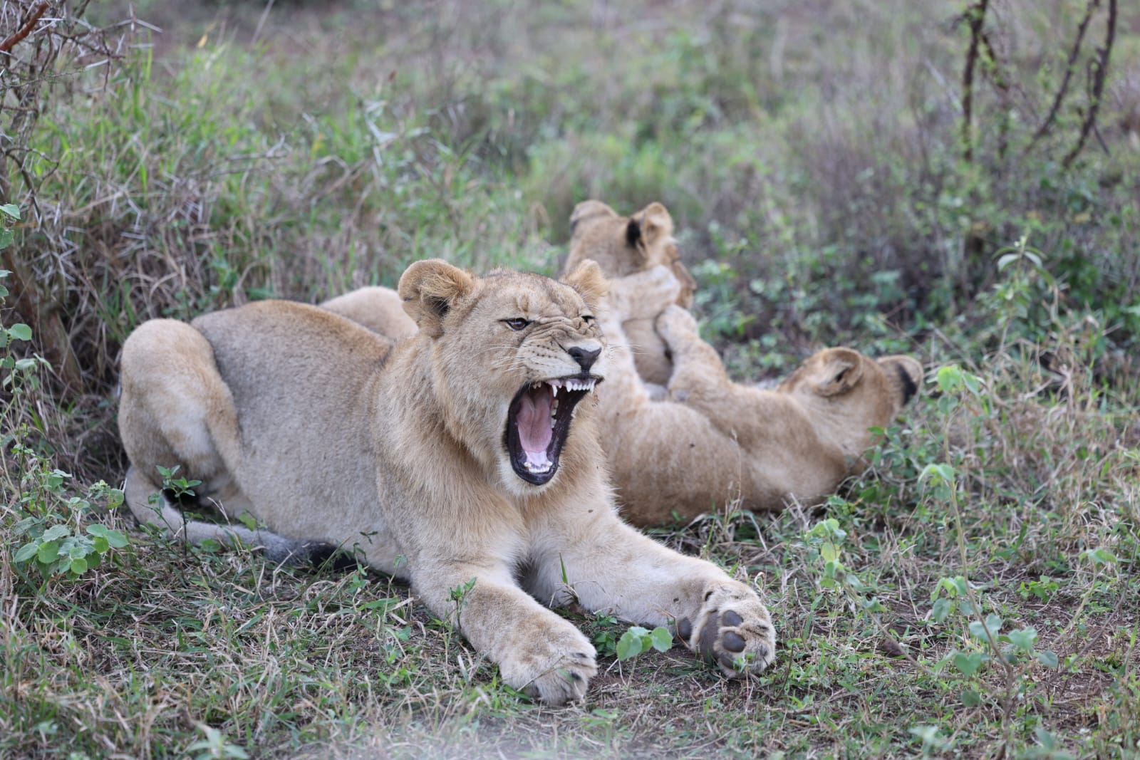 Lionness and Cubs Mavela